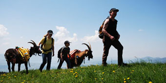 Packgeissen am Gotthard