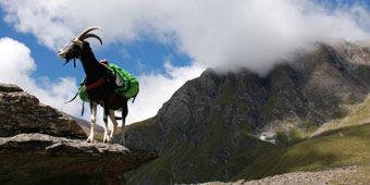&Uuml;ber Stock und Stein
